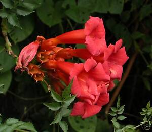 Trumpet Vine 100 Seeds Attract Hummingbirds | eBay