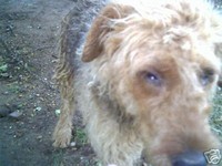 Airedale Terrier Rescue and Adoption ATRA - wikiFido-Dog Breeds, Rescues