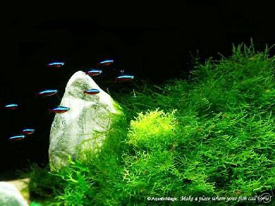 Java Moss - Aquarium Special Plant Fish ...