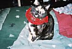 ralphie1951