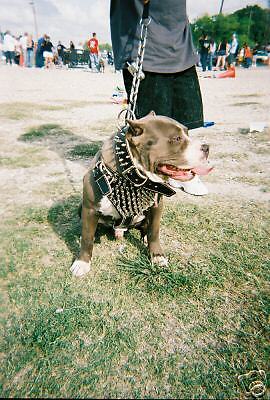 Pitbull Spiked Collars