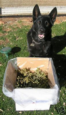 Huge Box of Fresh Cut Real Live Mistletoe 50+ sprigs  