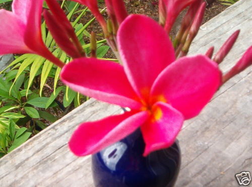 Plumeria Cutting 15 Kaneohe Sunset