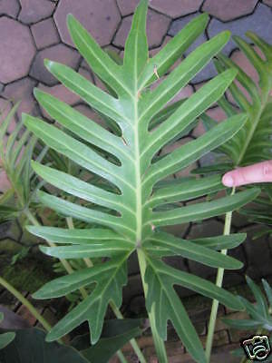 Philodendron Giant Xanadu 10Pot Tropical Plant  