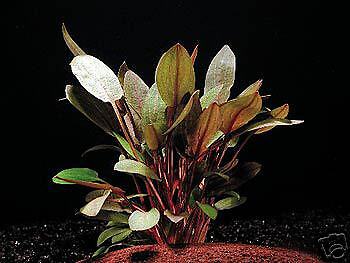 Cryptocoryne wendtii tropica x 3 stalks  