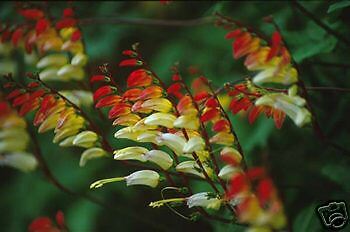 Mina lobata EXOTIC LOVE VINE Seeds!