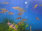 southport_aquatics