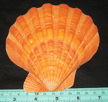 120 mm Orange Lions Paw Seashell Sea shell  