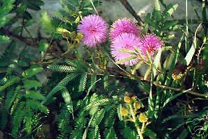 Schrankia nuttallii HARDY SENSITIVE PLANT SEEDS RARE  