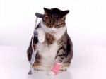 143cat