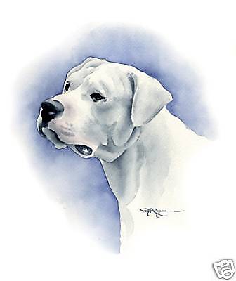 DOGO ARGENTINO Drawing Dog ART 11 X 14 Print Signed DJR  