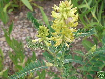 Astragalus Astragalus canadensis 50 Seeds