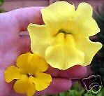 Mimulus Seeds Maximus Mix *Large Blooms for Shade*  