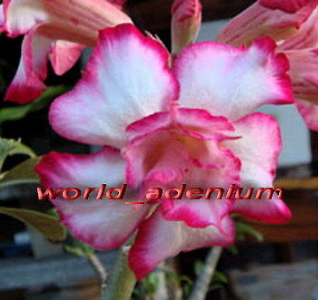 ADENIUM OBESUM DESERT ROSE DOUBLE POSEIDON 50 SEEDS  