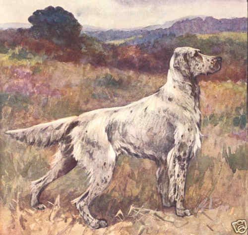 ENGLISH SETTER DOG PRINT,VERNON STOKES,HUNTING,MATTED  