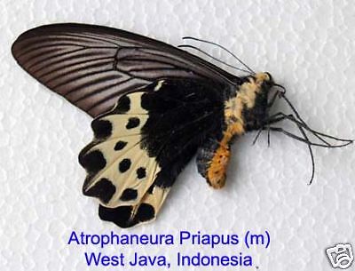 Butterfly/Unmounted/Atrophaneura priapus priapus (m)  