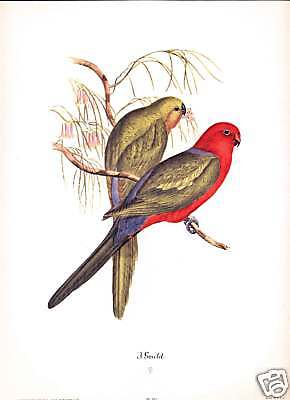 PARAKEETS Sidney Lucas Print Gould Lithograph  